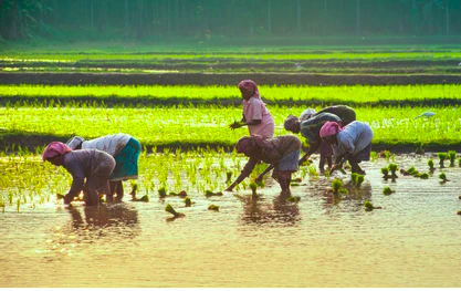 Kissan Credit Loans